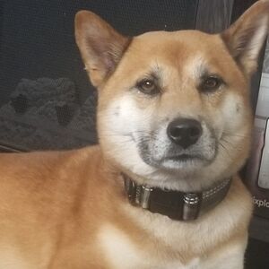 Pet | KONG Green Camouflage Dog Collar | BB-DSST